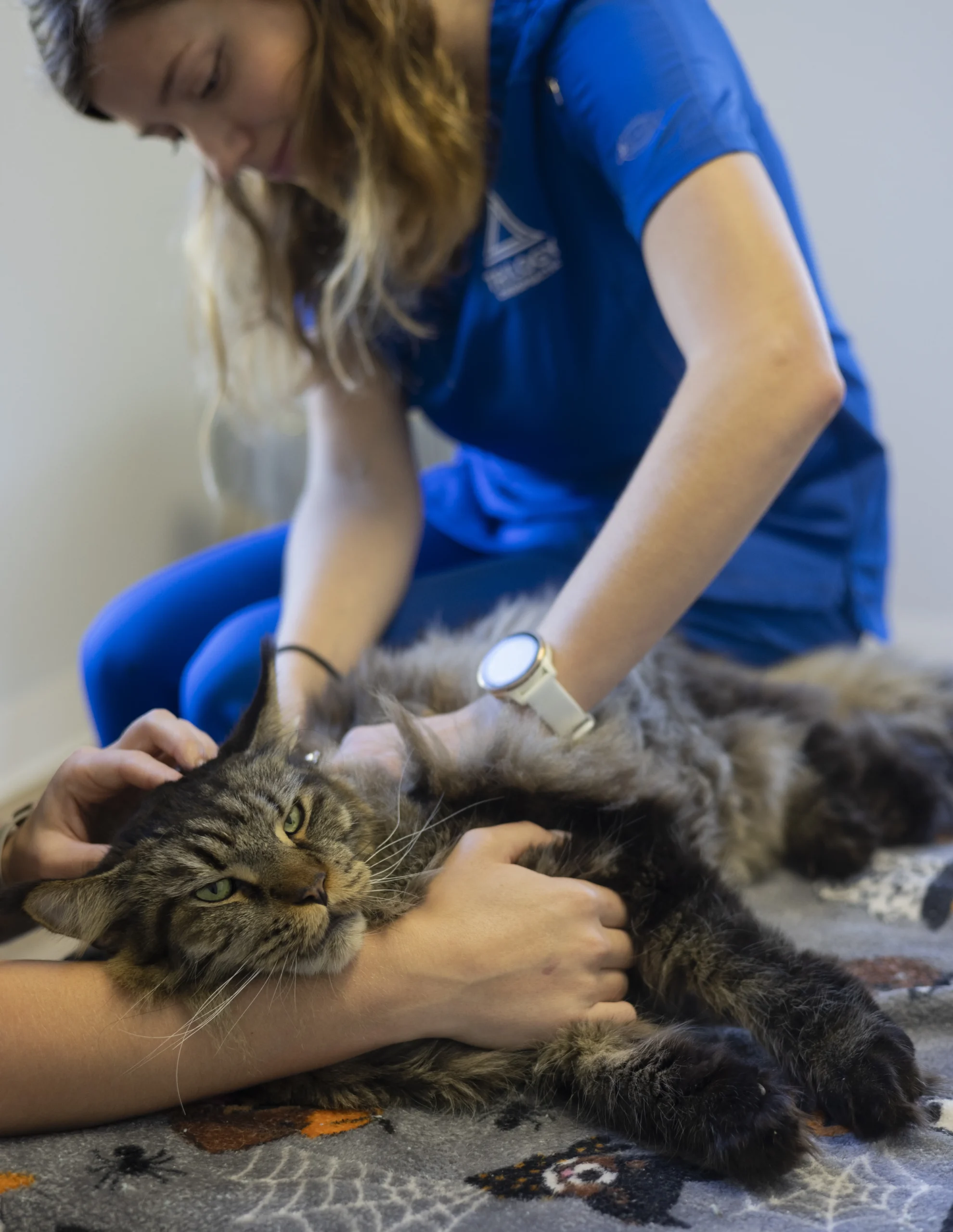 cat-chiropractic-banner-a cat chiropractic banner a scaled