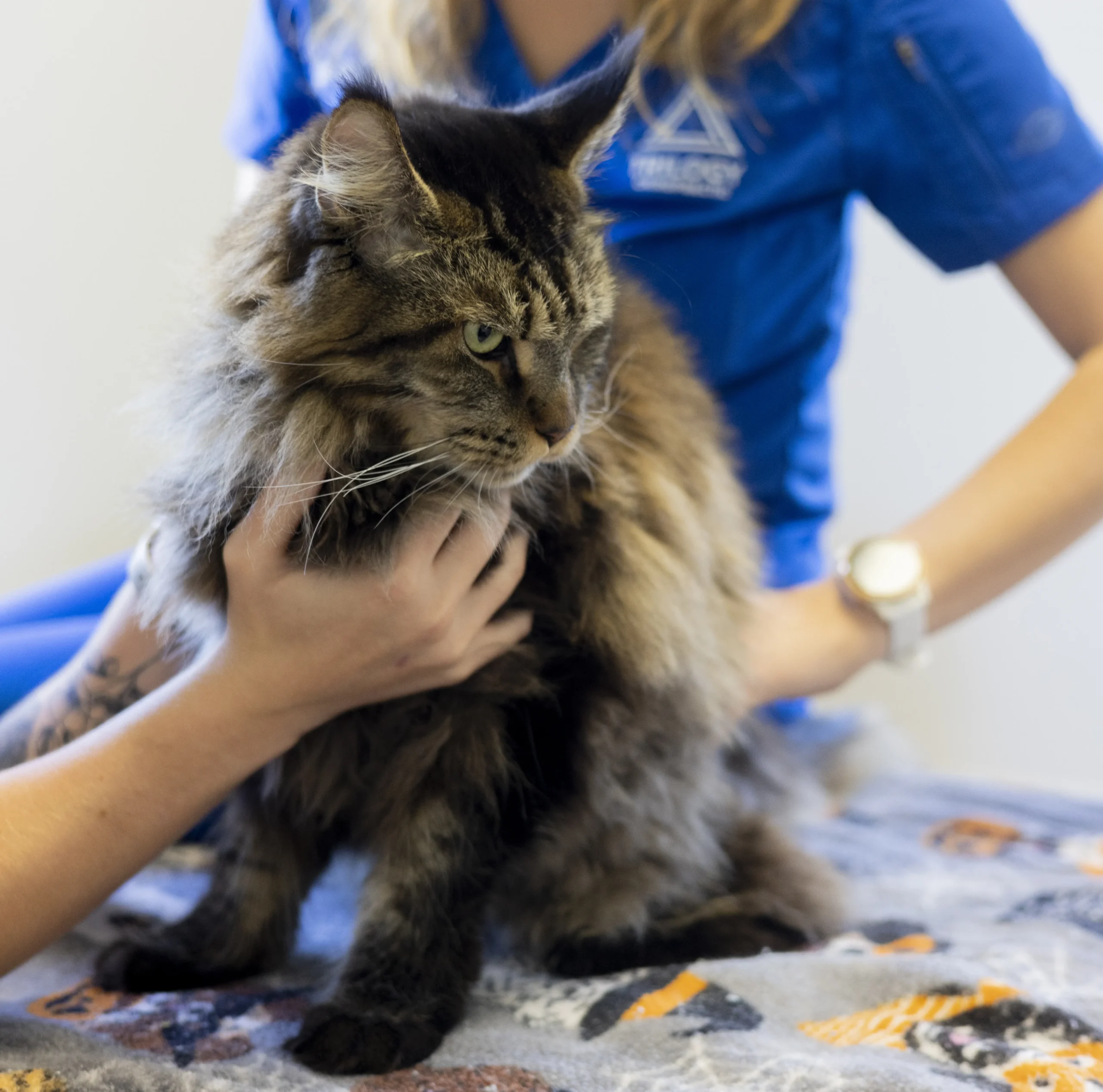cat-services-a cat services a scaled