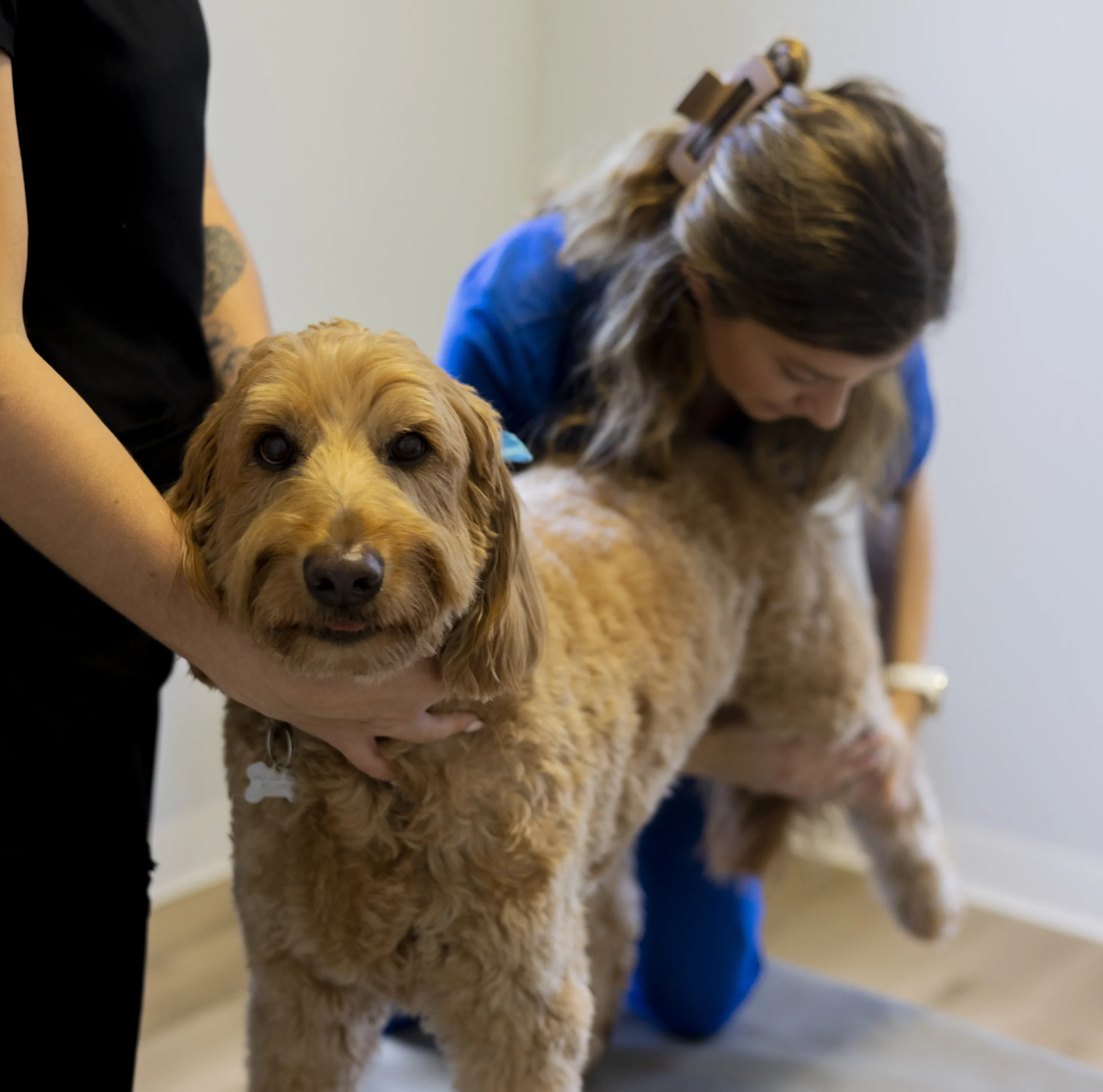 dogs-services-a animal chiropractor
