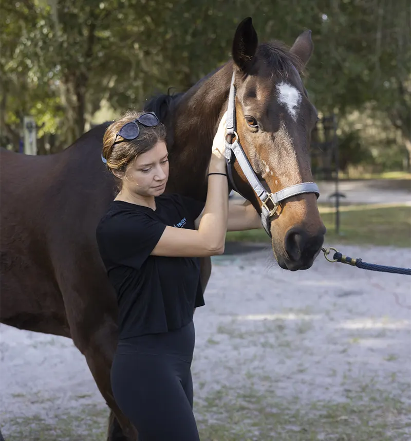 horse-chiropractic-banner-c horse chiropractic banner c