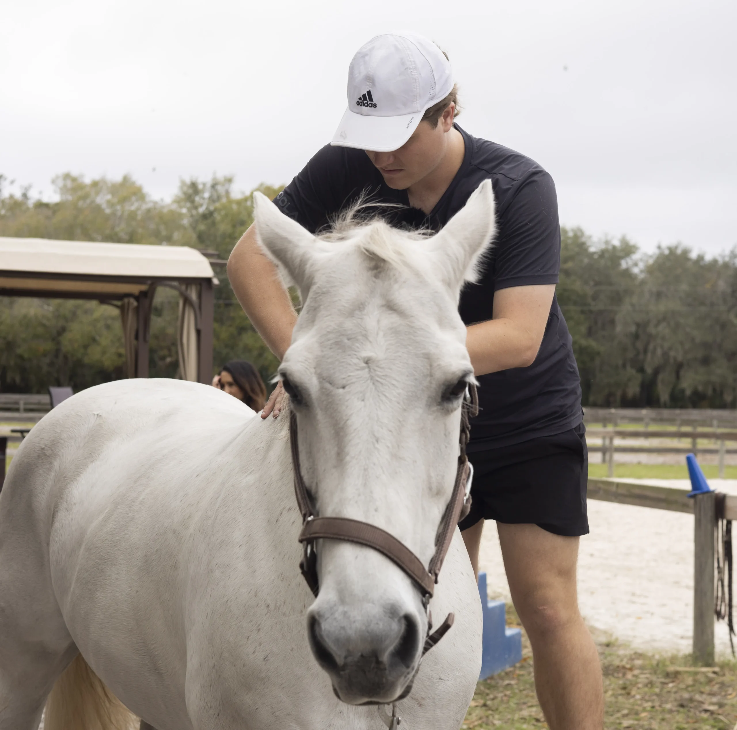 horses-services-a horse chiropractor