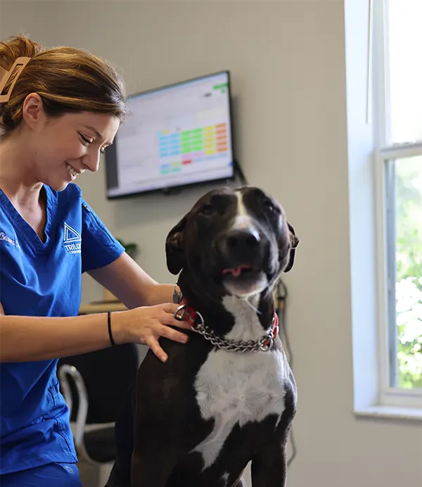 dog chiropractic banner f