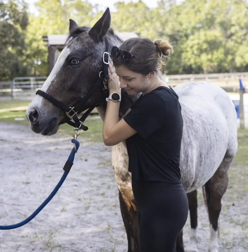 horse-chiropractic-banner-av2.2 horse chiropractic banner av2.2