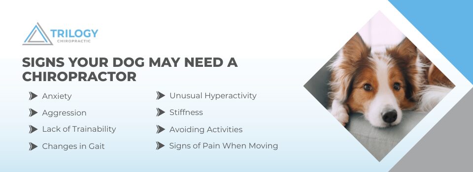 signs your dog may need a chiropractor