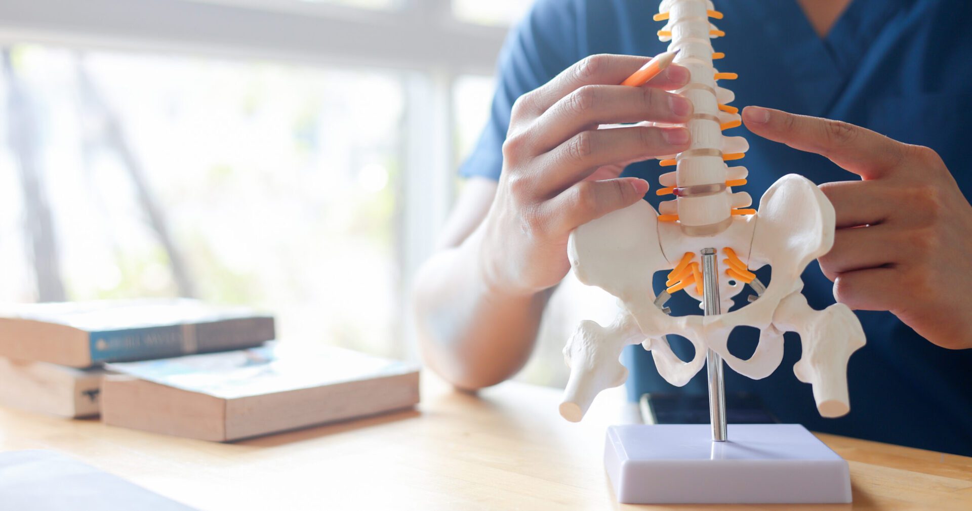 close up physical therapist chiropractor hand pointing on human skeleton at middle back to advise and consult to patient to treatment at office for healthcare concept chiropractor vs physical therapist